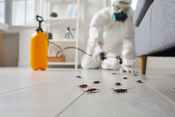 Post-Treatment Bed Bug Interceptor Monitoring in Glyndon